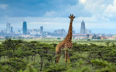 Nairobi National Park Best City Escape Private Safari